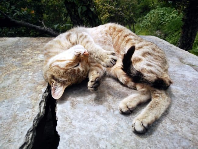 cream and brown coloured Indian cat sleeping on a slab