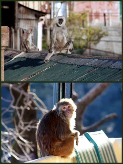 Kasauli is a cantonment town & a popular hill station in Himachal Pradesh, India.The best time to visit the town is from April to June and then again from September to November.There are a number of trains that ply daily to Kalka from Delhi and so it makes Kasauli an awesome weekend getaway from Delhi. You can even plan a road trip from Delhi to Kasauli just the way we had done with our family #lighttravelaction #kasauli #himachalpradesh #offbeatindia #kasaulihimachalpradesh #kasauliphotography