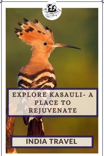 Kasauli is an awesome weekend getaway from Delhi. It is a peaceful and green cantonment town of Himachal. For a well-deserved break after working hard for the whole week, head towards Kasauli. Named after the flower ‘Kasool’, Kasauli receives a huge number of tourists especially from the nearby states. Visit it for hiking, street markets, Christ Church, Mankey Point, natural beauty or just for spending some quality time with yourself or family. #lighttravelaction #kasaulihills #kasaulihimachalpradesh #thingstodoinkasauli