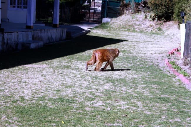 Kasauli is a cantonment town & a popular hill station in Himachal Pradesh, India.The best time to visit the town is from April to June and then again from September to November.There are a number of trains that ply daily to Kalka from Delhi and so it makes Kasauli an awesome weekend getaway from Delhi. You can even plan a road trip from Delhi to Kasauli just the way we had done with our family #lighttravelaction #kasauli #himachalpradesh #offbeatindia #kasaulihimachalpradesh #kasauliphotography
