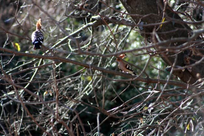 Kasauli is a cantonment town & a popular hill station in Himachal Pradesh, India.The best time to visit the town is from April to June and then again from September to November.There are a number of trains that ply daily to Kalka from Delhi and so it makes Kasauli an awesome weekend getaway from Delhi. You can even plan a road trip from Delhi to Kasauli just the way we had done with our family #lighttravelaction #kasauli #himachalpradesh #offbeatindia #kasaulihimachalpradesh #kasauliphotography