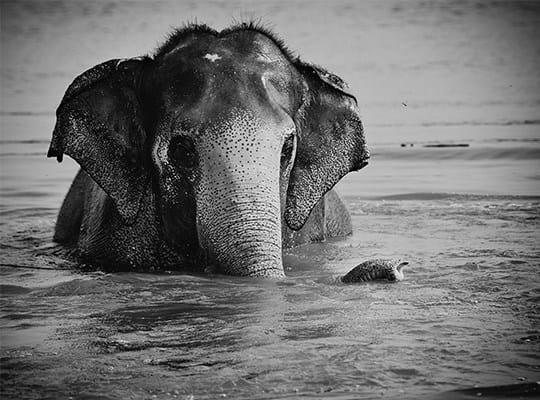 Maya Elephant from Elephant Conservation and Care Center