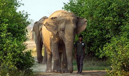 Elephant from Elephant Conservation and Care Center Mathura