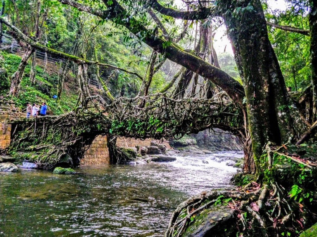 Nohwet Living Root Bridge Meghalaya.A main attraction of Nohwet, is the famous Living Root Bridge.The Riwai root bridge is made by intertwining two large India rubber trees based on opposite banks of the Thyllong river. This particular type of tree sends out aerial roots towards each other, in a rather slow process over the decades and finally, they meet each other to form the 30-metre long bridge. #lighttravelaction #offbeatindia #northeastindia #meghalayatravel #meghalayainhindi