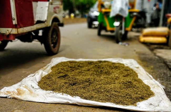 Cannabis leaves drying in preparation for making bhang in traditional Indian method