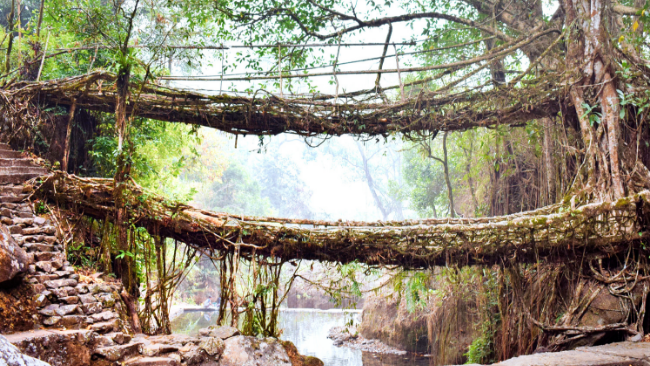 Double Decker root bridge, Nongriat, Meghalaya