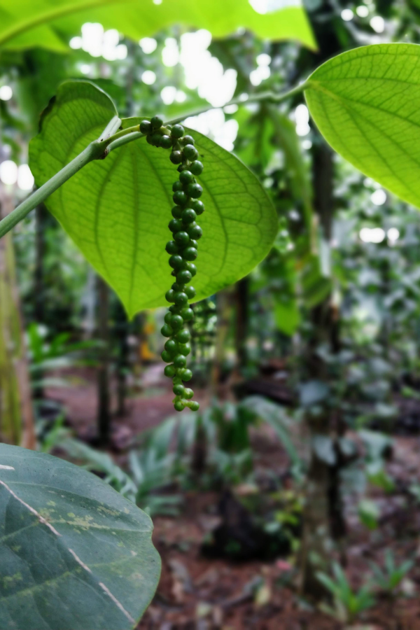 Close-up view of spice plants growing at the Tropical Spice Plantation including pepper vines, cardamom plants, and other aromatic spices native to Goa