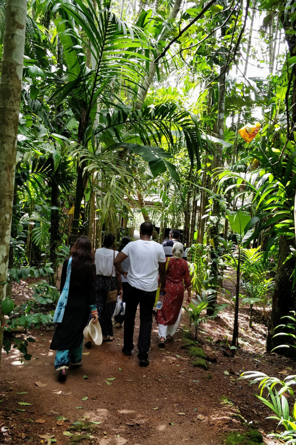 Traditional spice drying and processing area at the plantation showing organic farming methods used in Goan spice cultivation