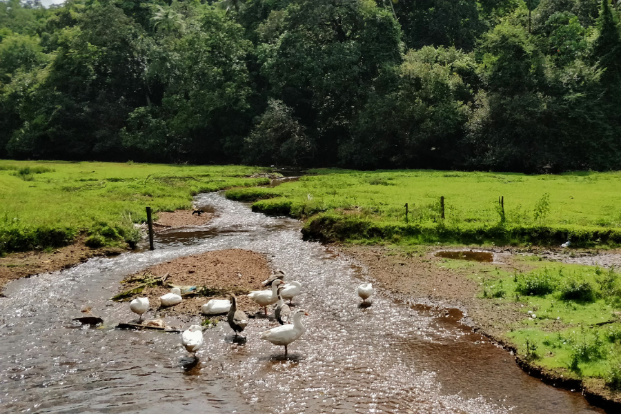 Scenic bridge over a stream at the spice plantation with ducks resting on rocks and lush tropical vegetation surrounding the pathway