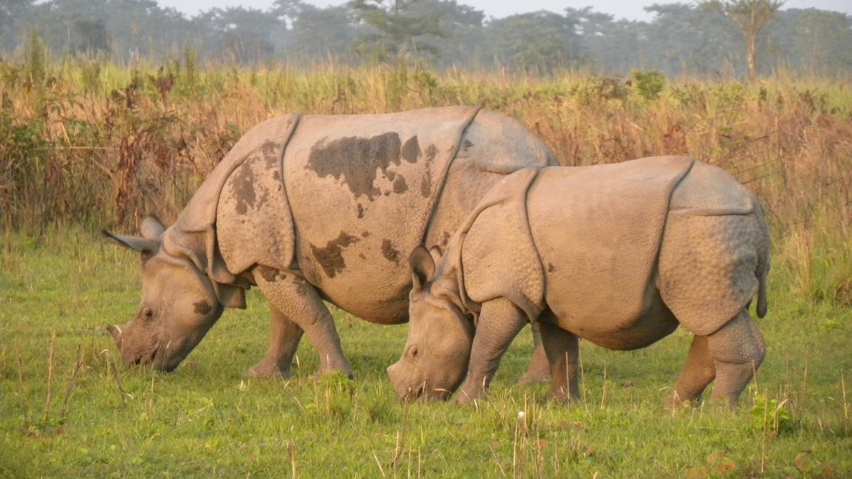 Offbeat Travel on mind? Want to Travel to Guwahati, India but don't know where to go, what to see, How to book? Don't Worry! I will help you Plan your Perfect Guwahati & Pobitora Trip Today! Pobitora is known for 'One Horned Rhinoceros'. Also visit Maa Kamakhya Temple & Umananda Island Temple. My team will help you plan a customized trip to Guwahati & Pobitora, India. To get a FREE ITINERARY click on the link. For Bookings, Email richa@lighttravelaction.com #guwahati #rhino #KamakhyaTemple