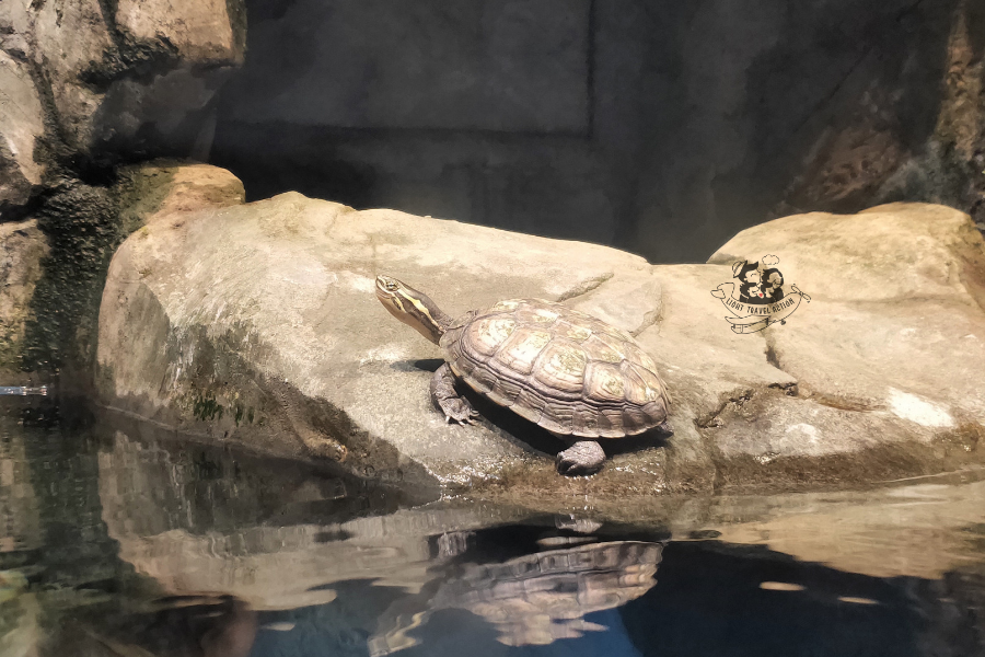 Annam Pond Turtle swimming in water habitat with aquatic plants at Reptile House Taipei Zoo showing endangered species conservation efforts
