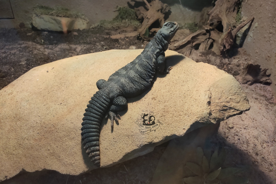 Bells Mastigure lizard with distinctive spiny tail and scaly skin resting in glass terrarium habitat at Taipei Zoo Reptile House exhibit