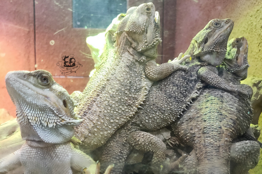 Central Bearded Dragon lizard basking on heated rock in terrarium at Taipei Zoo showing characteristic beard spines and reptilian scales in naturalistic desert habitat