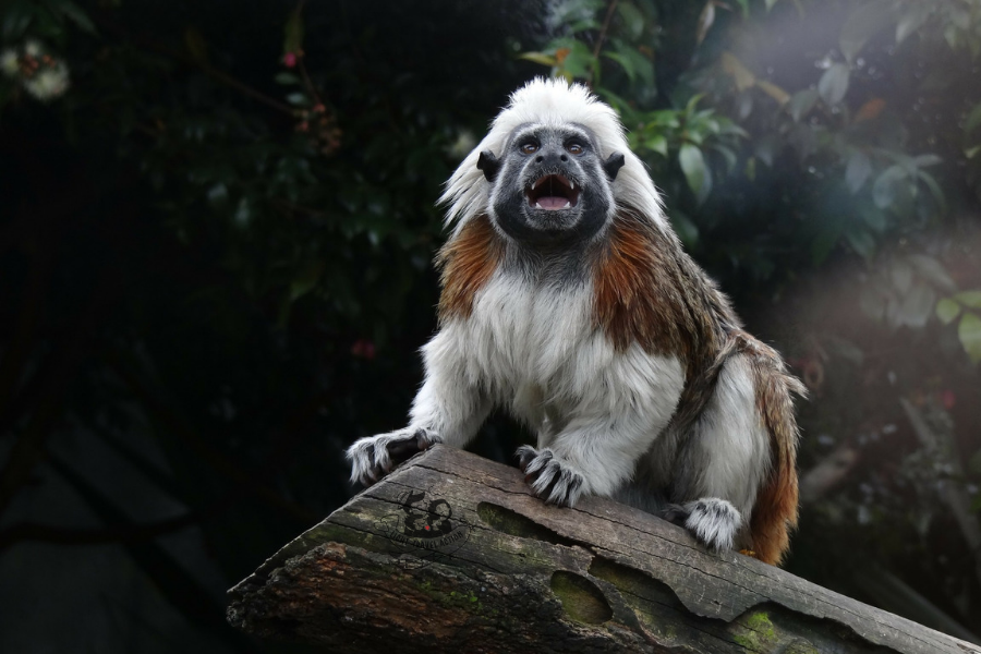 Cotton-top tamarin monkey with distinctive white hair crest on head perched on branch at Pangolin Dome exhibit showing characteristic small size and active behavior