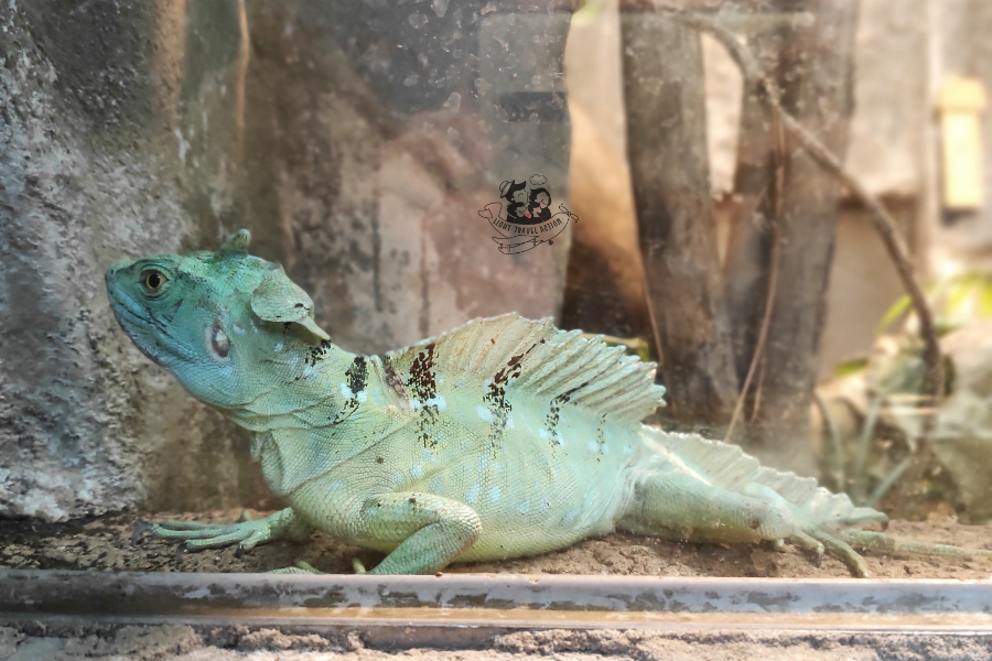 Double-crested Basilisk green lizard with distinctive head crests in tropical habitat at Taipei Zoo showing bright green coloration and arboreal lifestyle