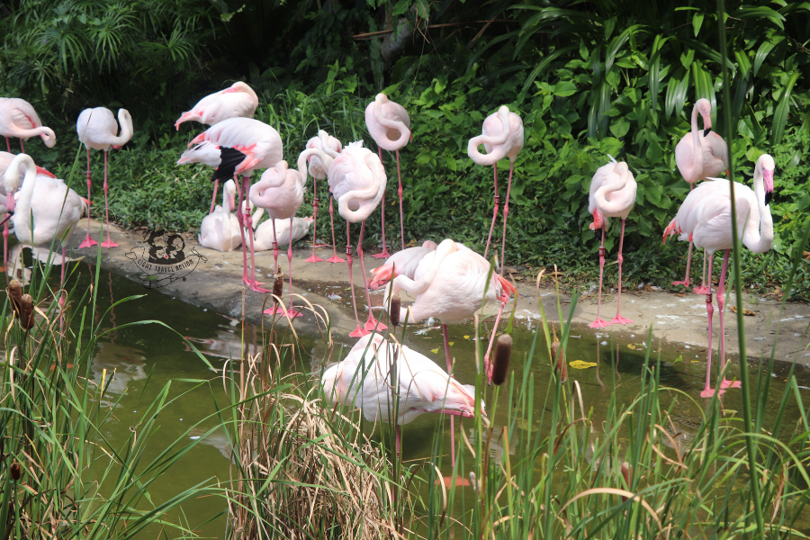 Group of elegant pink flamingos gathered in tropical garden setting inside Taipei Zoo exhibit with lush vegetation and water features creating natural habitat