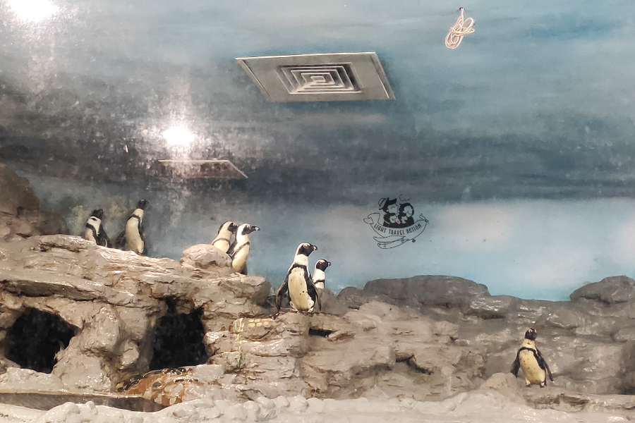 Jackass Penguins standing in cold air-conditioned exhibit environment with crowd of visitors viewing through glass at Taipei Zoo showing popular penguin attraction