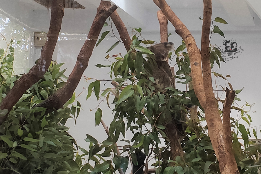 Close-up of sleepy koala face with fluffy grey fur clinging tightly to tree branch showing characteristic large nose and drowsy expression at Taipei Zoo
