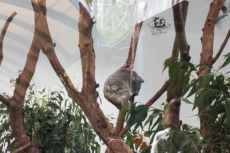 Koala sleeping while clinging to eucalyptus tree branch at Taipei Zoo Australia exhibit showing typical koala resting behavior in naturalistic habitat