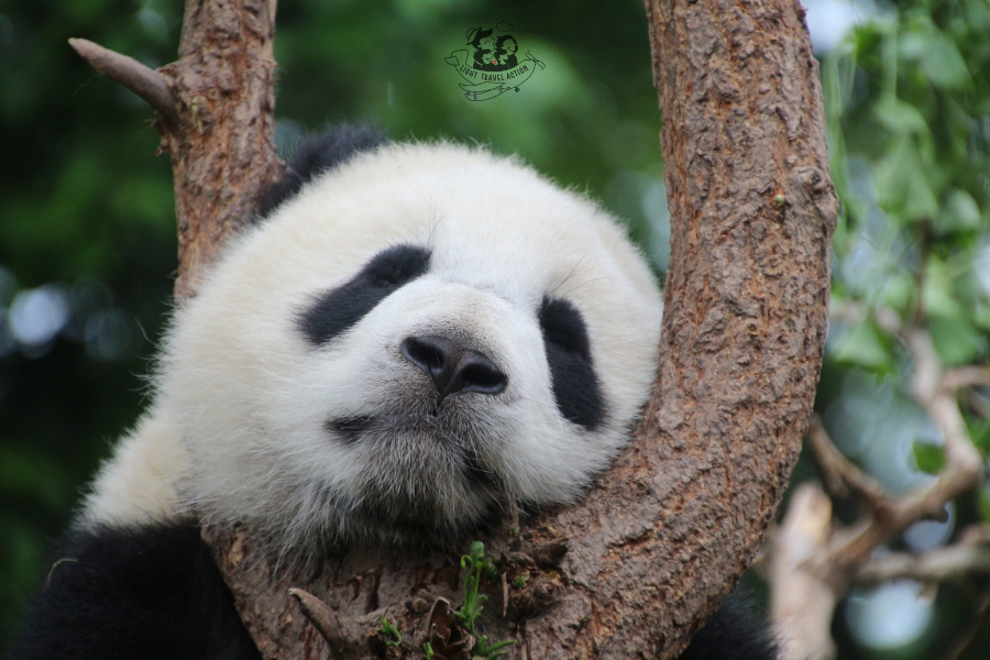Giant panda bear eating fresh bamboo shoots while sitting behind protective glass wall at Taipei Zoo Panda House exhibit with visitors viewing in background