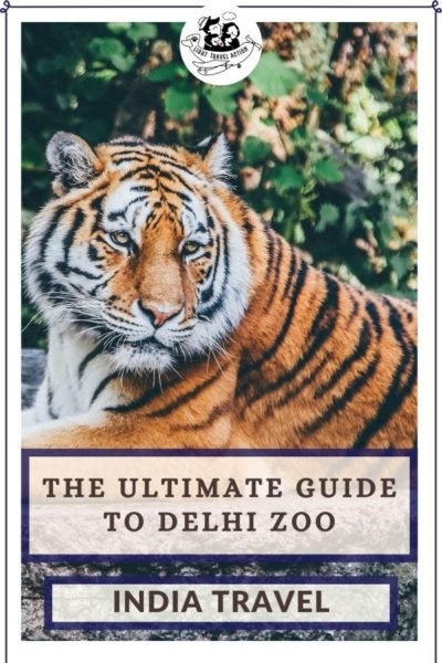 A visit to the zoo has always been a part of our childhood memories. National Zoological Park, also popularly known as Delhi Zoo, is a popular attraction among travelers, children and families. Locals as well as travelers from other places come to visit this zoo. It is home to hundreds of animals and birds like bear, tiger, lion, chimpanzee, elephant, deer, peacock, parrots and many more. #lighttravelaction #delhizoo #nationalzoologicalparkdelhi #delhizoologicalpark