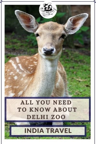 A visit to the zoo has always been a part of our childhood memories. National Zoological Park, also popularly known as Delhi Zoo, is a popular attraction among travelers, children and families. Locals as well as travelers from other places come to visit this zoo. It is home to hundreds of animals and birds like bear, tiger, lion, chimpanzee, elephant, deer, peacock, parrots and many more. #lighttravelaction #delhizoo #nationalzoologicalparkdelhi #delhizoologicalpark