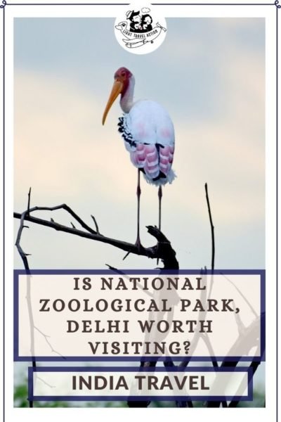 A visit to the zoo has always been a part of our childhood memories. National Zoological Park, also popularly known as Delhi Zoo, is a popular attraction among travelers, children and families. Locals as well as travelers from other places come to visit this zoo. It is home to hundreds of animals and birds like bear, tiger, lion, chimpanzee, elephant, deer, peacock, parrots and many more. #lighttravelaction #delhizoo #nationalzoologicalparkdelhi #delhizoologicalpark