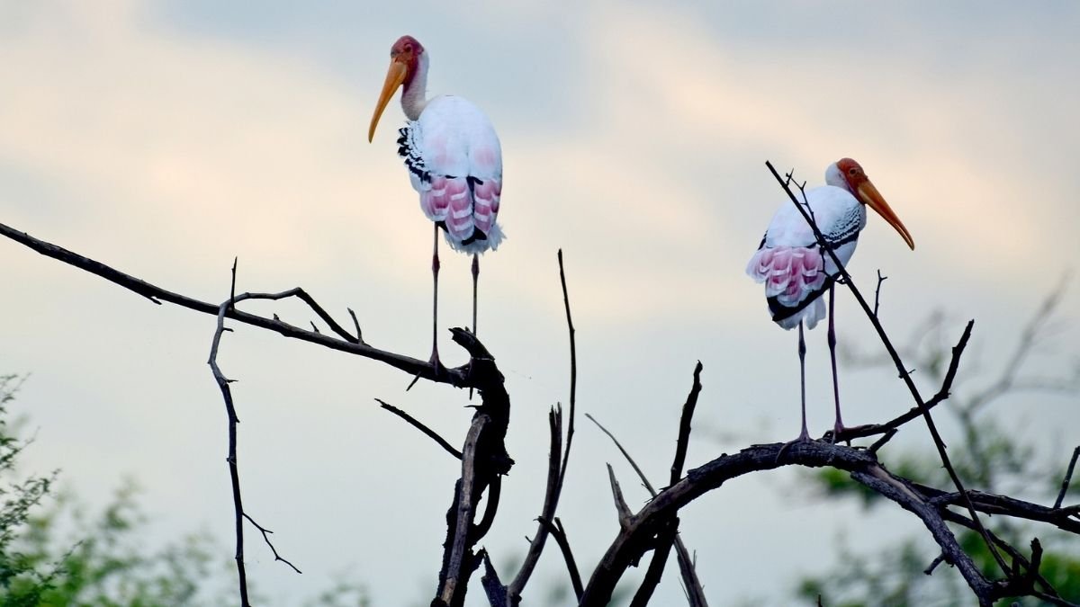 lighttravelaction-delhi-zoo