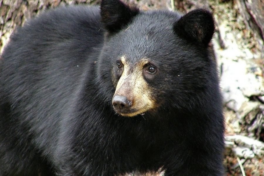 lighttravelaction-delhi-zoo