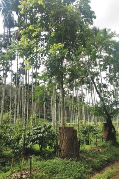 lighttravelaction-coorg