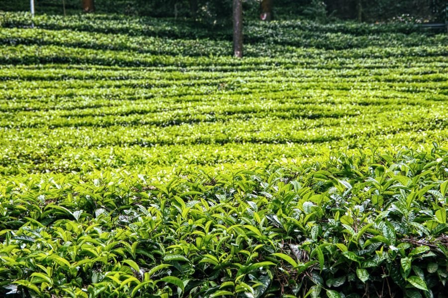lighttravelaction-dibrugarh-tea-estate